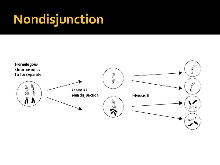 Nondisjunction Homologous chromosomes fail to separate Meiosis I: Nondisjunction Meiosis II 