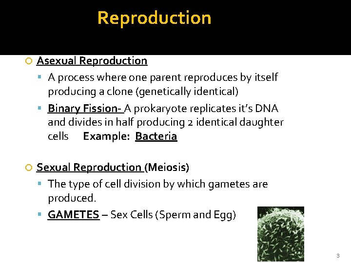 Reproduction Asexual Reproduction A process where one parent reproduces by itself producing a clone