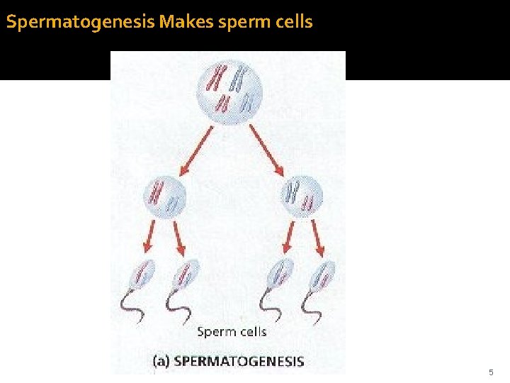 Spermatogenesis Makes sperm cells 5 