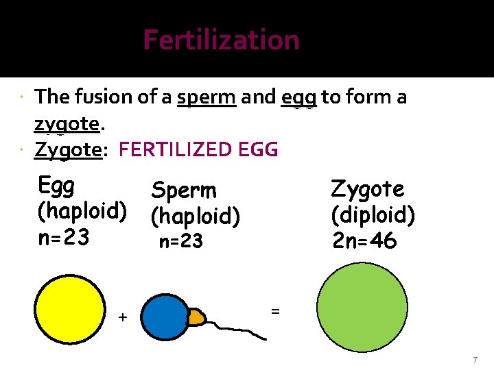 Fertilization The fusion of a sperm and egg to form a zygote Zygote: FERTILIZED