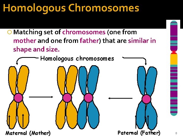 Homologous Chromosomes Matching set of chromosomes (one from mother and one from father) father