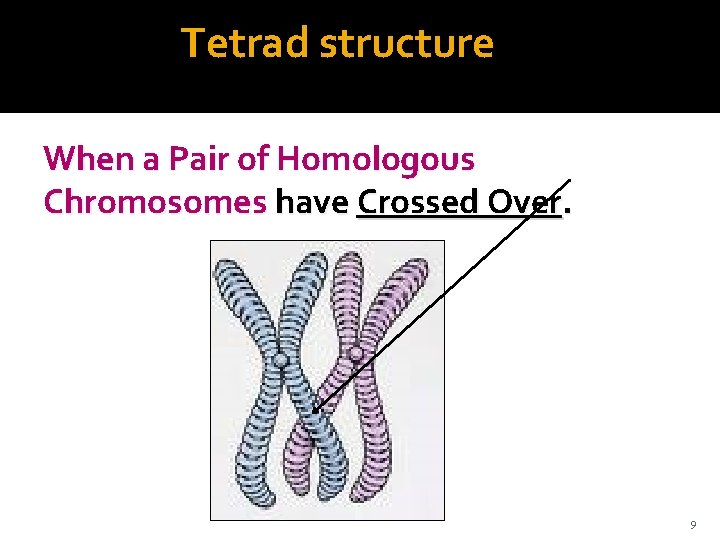 Tetrad structure When a Pair of Homologous Chromosomes have Crossed Over. 9 