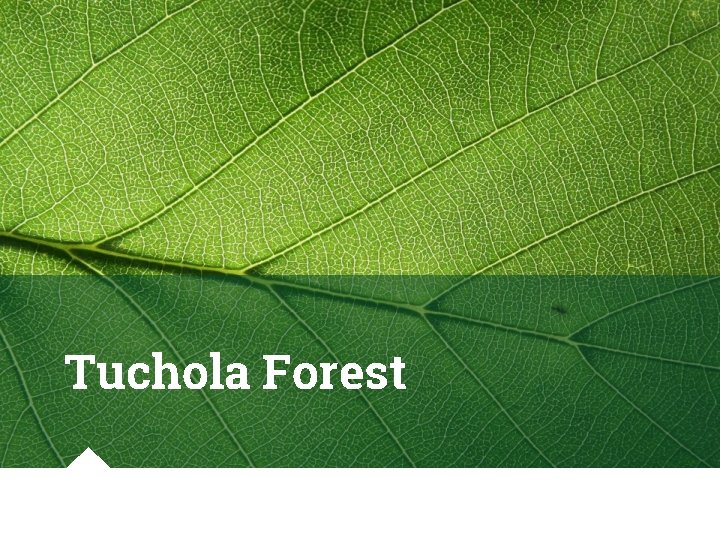 Tuchola Forest 