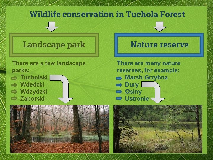Wildlife conservation in Tuchola Forest Landscape park There a few landscape parks: Tucholski Wdedzki