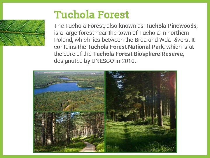 Tuchola Forest The Tuchola Forest, also known as Tuchola Pinewoods, is a large forest