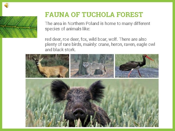 FAUNA OF TUCHOLA FOREST The area in Northern Poland is home to many different
