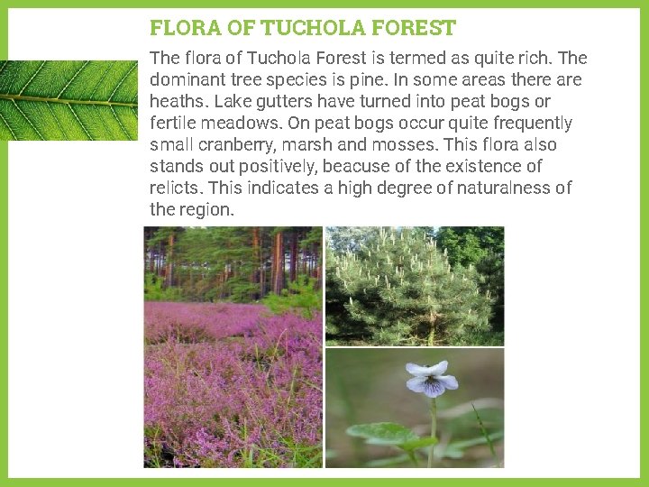 FLORA OF TUCHOLA FOREST The flora of Tuchola Forest is termed as quite rich.