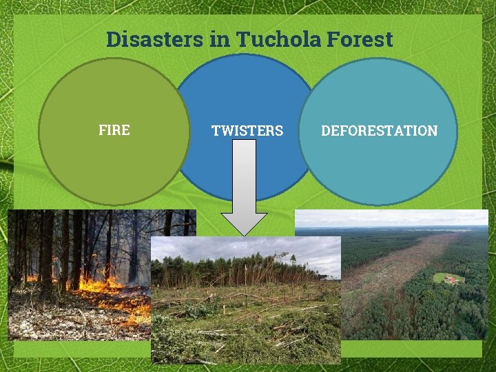 Disasters in Tuchola Forest FIRE TWISTERS DEFORESTATION 
