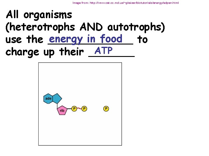Image from: http: //www. cat. cc. md. us/~gkaiser/biotutorials/energy/adpan. html All organisms (heterotrophs AND autotrophs)