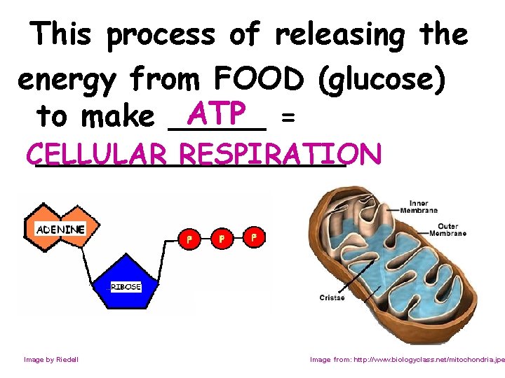 This process of releasing the energy from FOOD (glucose) ATP = to make ___________