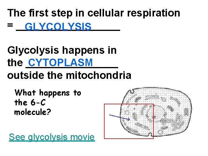 The first step in cellular respiration = _________ GLYCOLYSIS Glycolysis happens in CYTOPLASM the