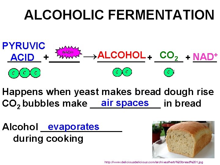 ALCOHOLIC FERMENTATION PYRUVIC _______ ACID +_____ ALCOHOL + ______ CO 2 + NAD →_____+