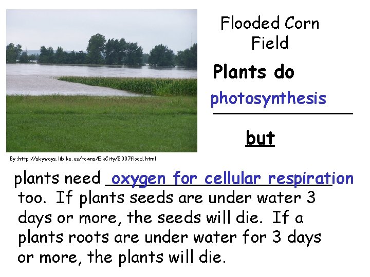 Flooded Corn Field Plants do photosynthesis ______ but By: http: //skyways. lib. ks. us/towns/Elk.