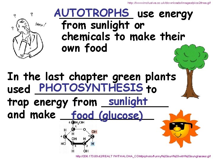 http: //www. inclusive. co. uk/downloads/images/pics 2/tree. gif AUTOTROPHS ______ use energy from sunlight or