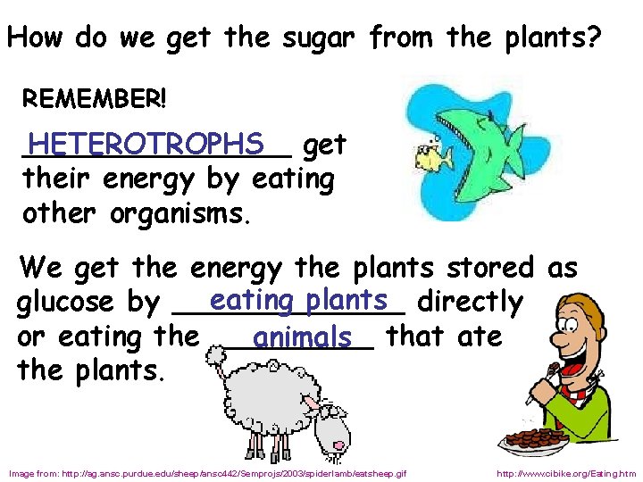 How do we get the sugar from the plants? REMEMBER! ________ HETEROTROPHS get their