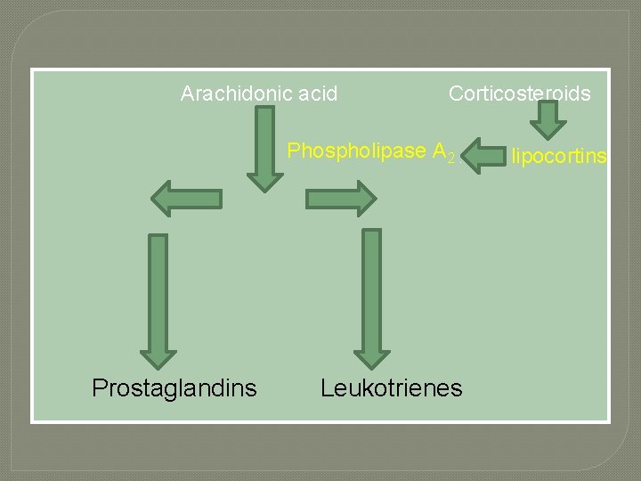 Arachidonic acid Corticosteroids Phospholipase A 2. Prostaglandins Leukotrienes lipocortins 