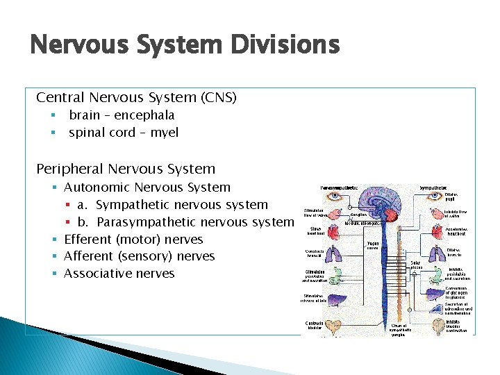 Nervous System Divisions Central Nervous System (CNS) § § brain – encephala spinal cord
