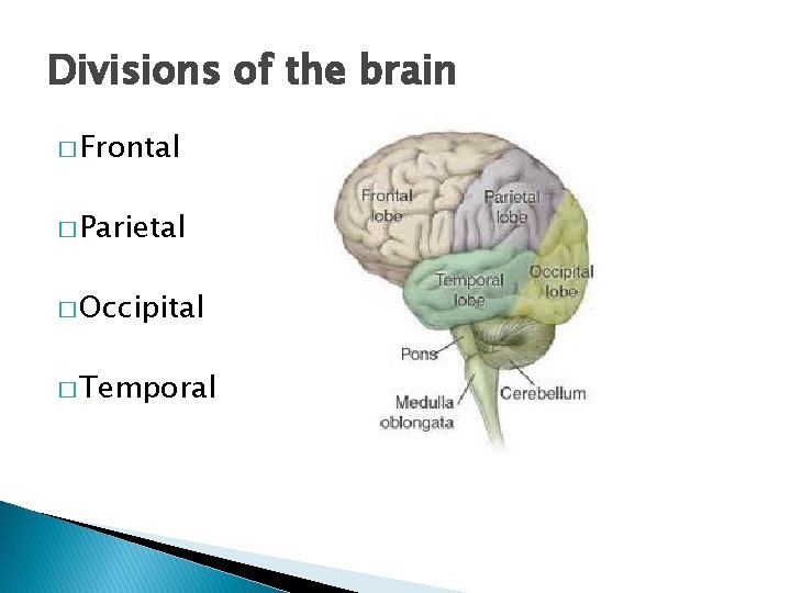 Divisions of the brain � Frontal � Parietal � Occipital � Temporal 
