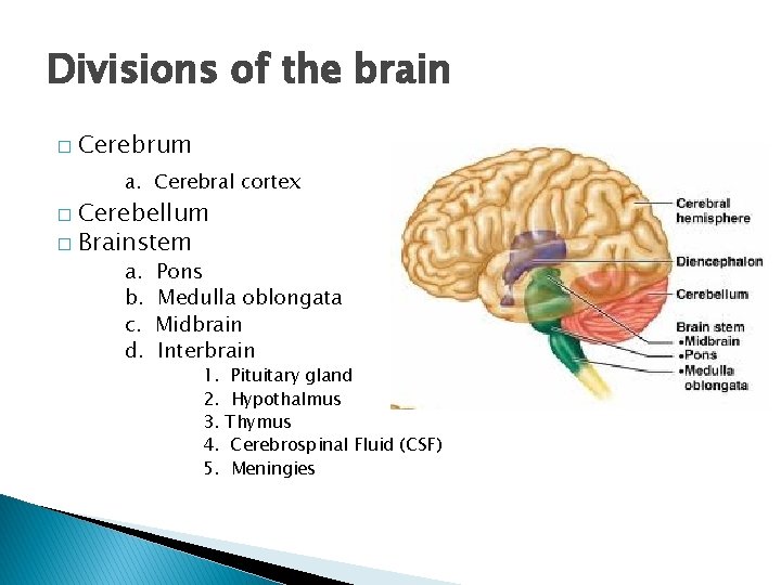 Divisions of the brain � Cerebrum a. Cerebral cortex Cerebellum � Brainstem � a.