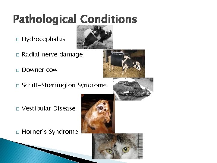 Pathological Conditions � Hydrocephalus � Radial nerve damage � Downer cow � Schiff-Sherrington Syndrome