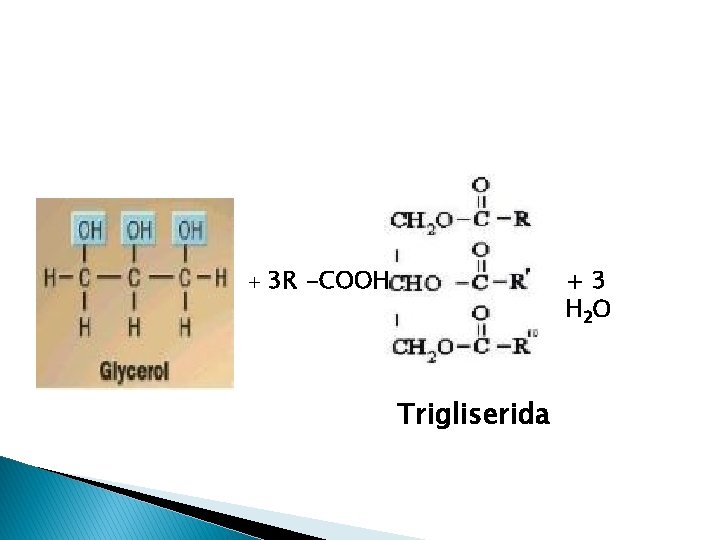 + 3 R -COOH +3 H 2 O Trigliserida 