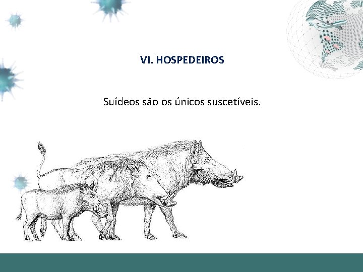 VI. HOSPEDEIROS Suídeos são os únicos suscetíveis. 