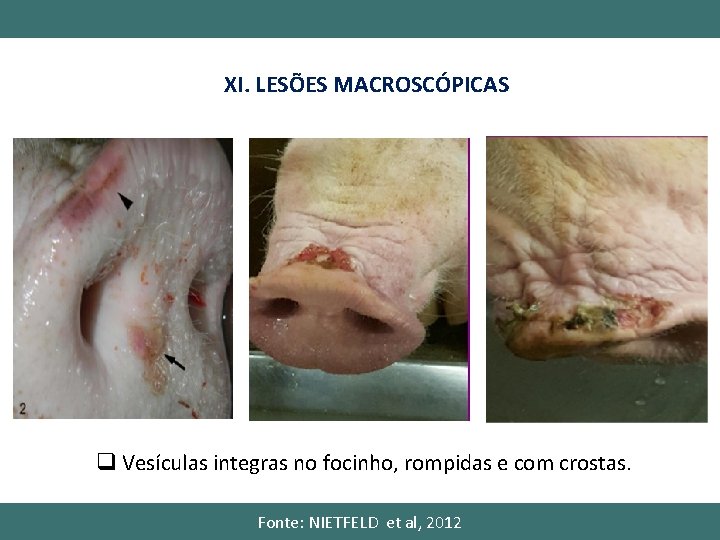 XI. LESÕES MACROSCÓPICAS q Vesículas integras no focinho, rompidas e com crostas. Fonte: NIETFELD