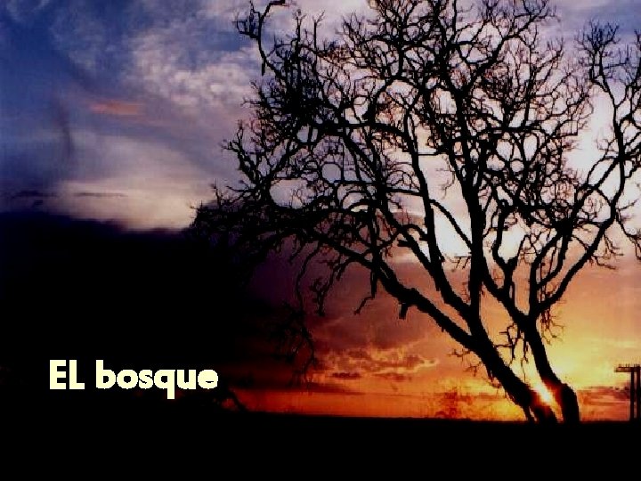 EL bosque 