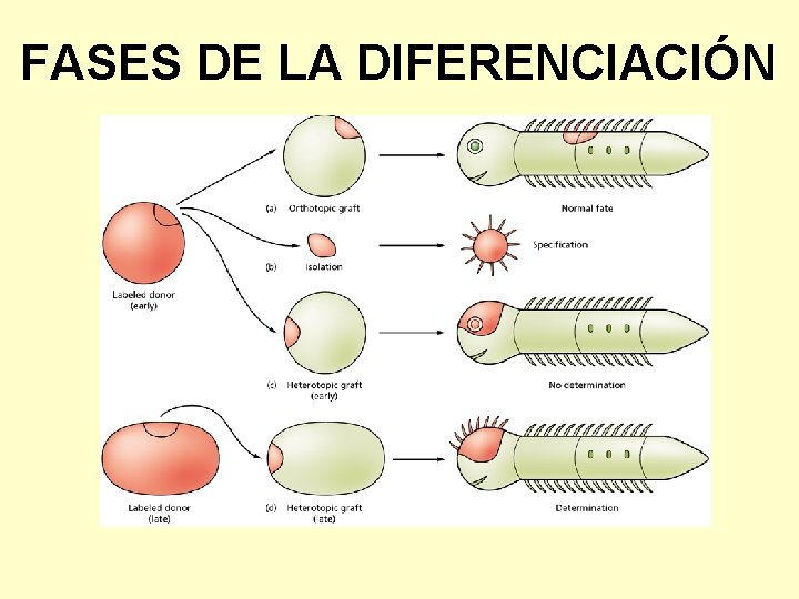 FASES DE LA DIFERENCIACIÓN 