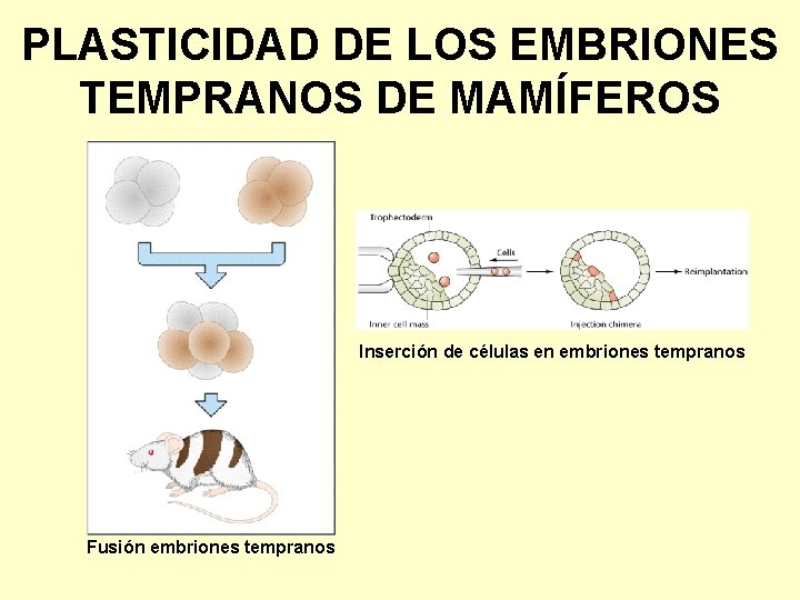 PLASTICIDAD DE LOS EMBRIONES TEMPRANOS DE MAMÍFEROS Inserción de células en embriones tempranos Fusión