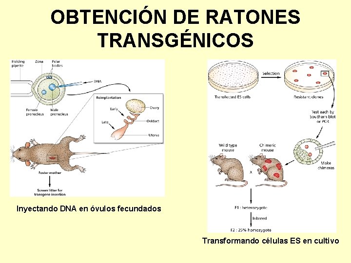 OBTENCIÓN DE RATONES TRANSGÉNICOS Inyectando DNA en óvulos fecundados Transformando células ES en cultivo