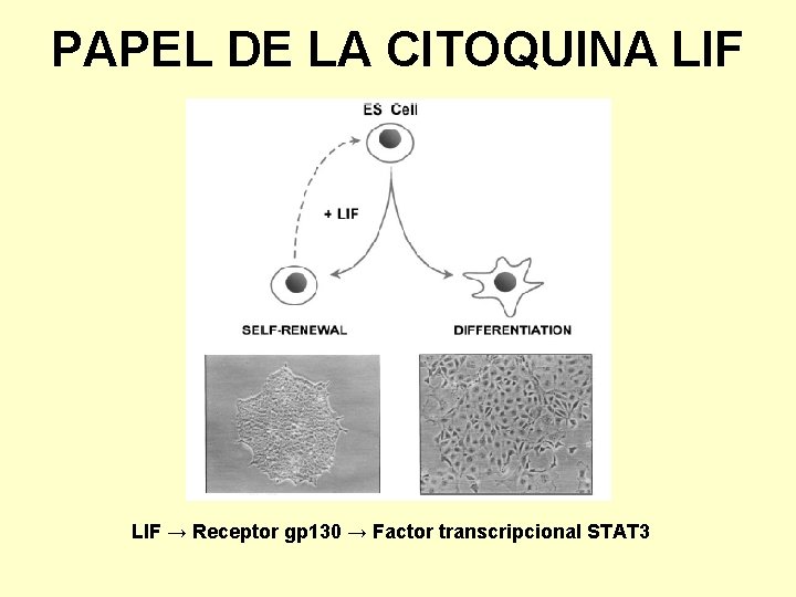 PAPEL DE LA CITOQUINA LIF → Receptor gp 130 → Factor transcripcional STAT 3