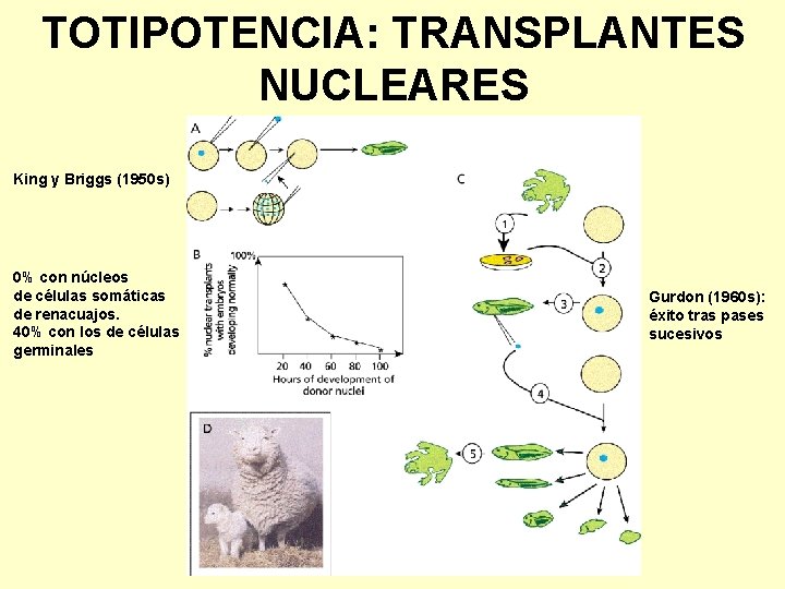 TOTIPOTENCIA: TRANSPLANTES NUCLEARES King y Briggs (1950 s) 0% con núcleos de células somáticas