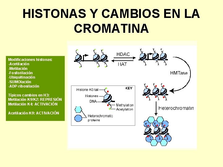HISTONAS Y CAMBIOS EN LA CROMATINA Modificaciones histonas: -Acetilación -Metilación -Fosforilación -Ubiquitinación -SUMOlación -ADP-ribosilación