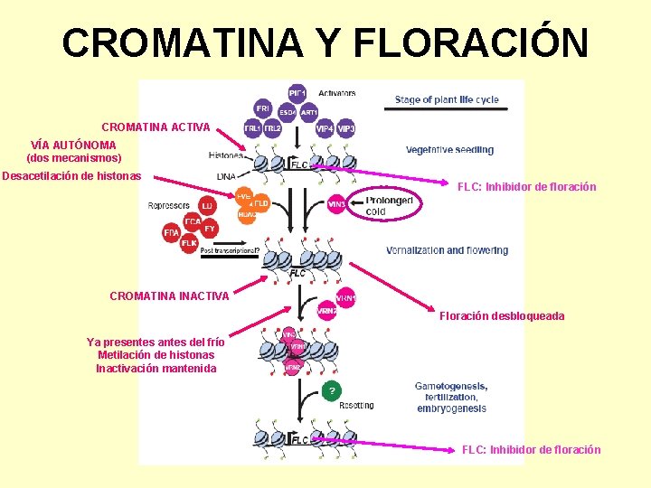 CROMATINA Y FLORACIÓN CROMATINA ACTIVA VÍA AUTÓNOMA (dos mecanismos) Desacetilación de histonas FLC: Inhibidor
