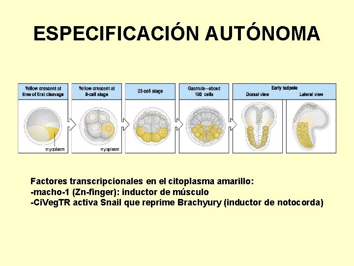 ESPECIFICACIÓN AUTÓNOMA Factores transcripcionales en el citoplasma amarillo: -macho-1 (Zn-finger): inductor de músculo -Ci.