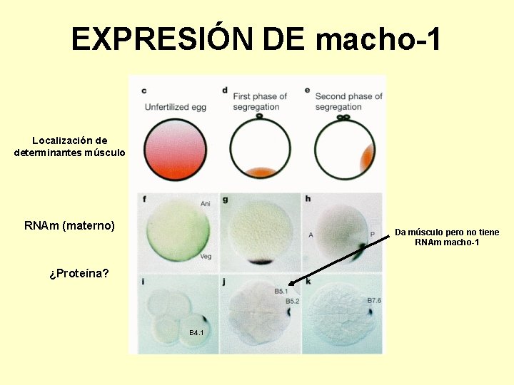 EXPRESIÓN DE macho-1 Localización de determinantes músculo RNAm (materno) Da músculo pero no tiene