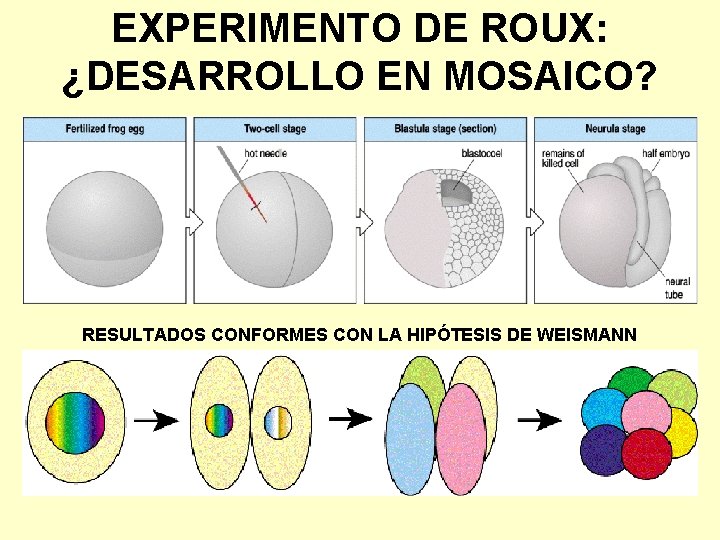 EXPERIMENTO DE ROUX: ¿DESARROLLO EN MOSAICO? RESULTADOS CONFORMES CON LA HIPÓTESIS DE WEISMANN 