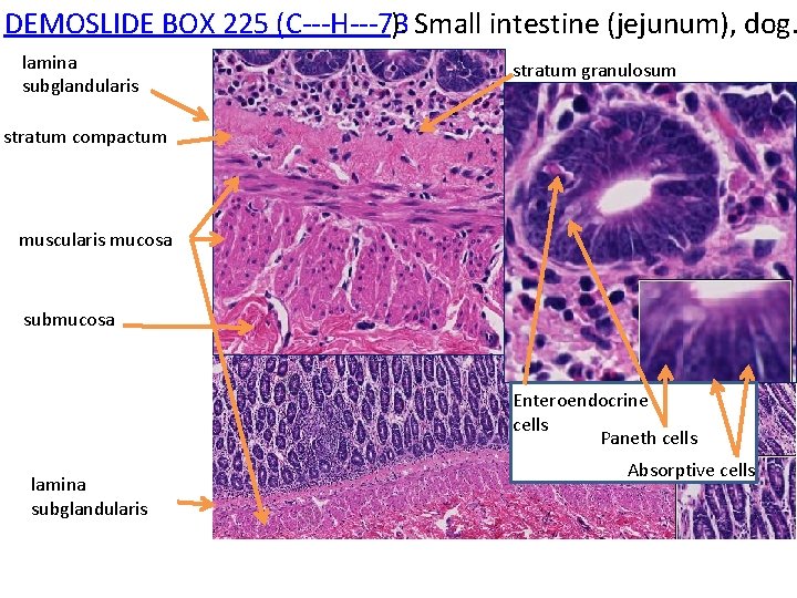 DEMOSLIDE BOX 225 (C‐‐‐H‐‐‐ 73 ). Small intestine (jejunum), dog. lamina subglandularis stratum granulosum
