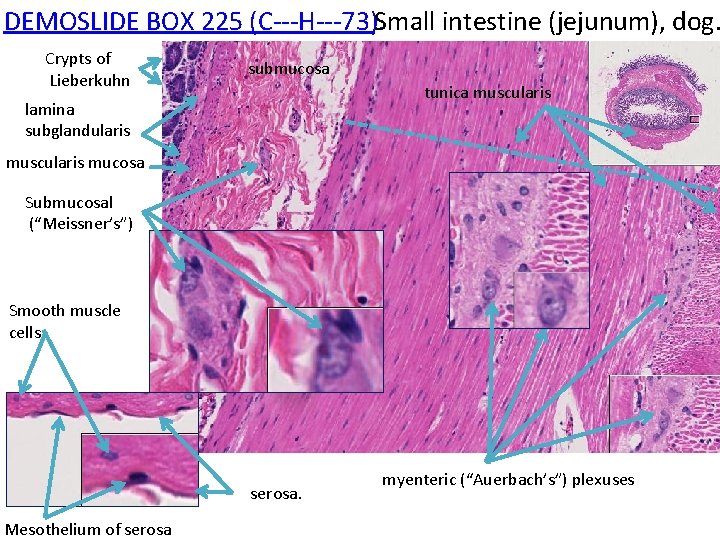 DEMOSLIDE BOX 225 (C‐‐‐H‐‐‐ 73). Small intestine (jejunum), dog. Crypts of Lieberkuhn submucosa tunica