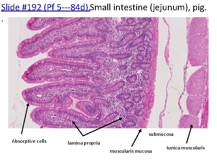 Slide #192 (Pf 5‐‐‐ 84 d). Small intestine (jejunum), pig. . submucosa Absorptive cells