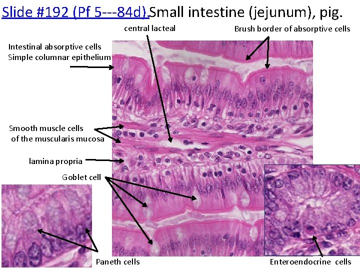 Slide #192 (Pf 5‐‐‐ 84 d). Small intestine (jejunum), pig. central lacteal Brush border