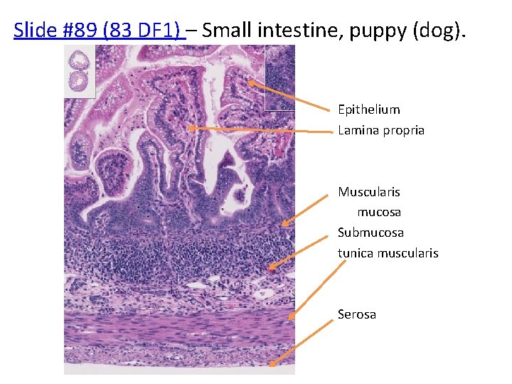 Slide #89 (83 DF 1) – Small intestine, puppy (dog). Epithelium Lamina propria Muscularis