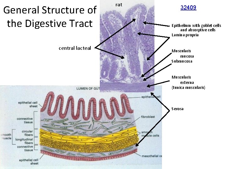 General Structure of the Digestive Tract central lacteal rat 32409 Epithelium with goblet cells