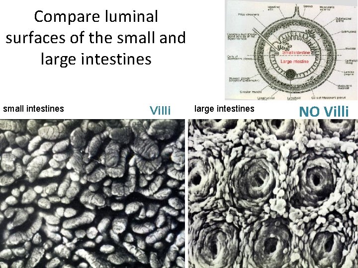 Compare luminal surfaces of the small and large intestines small intestines Villi large intestines