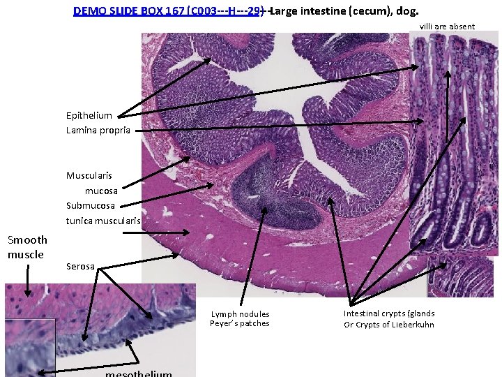 DEMO SLIDE BOX 167 (C 003‐‐‐H‐‐‐ 29)‐‐‐Large intestine (cecum), dog. villi are absent Epithelium