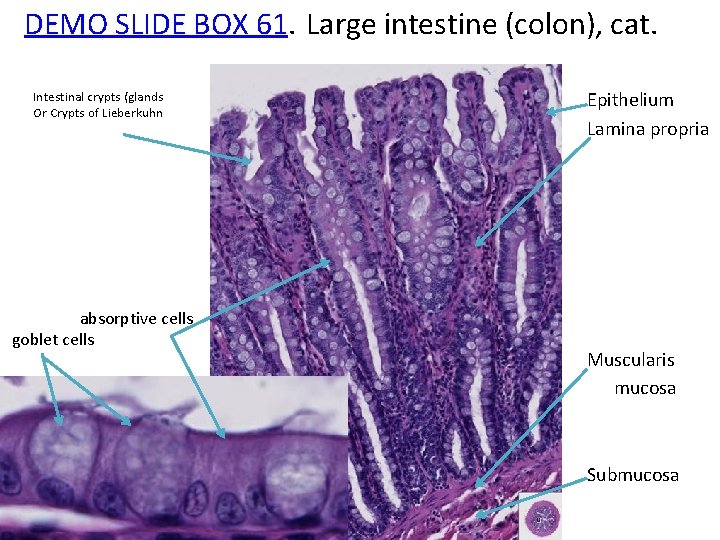 DEMO SLIDE BOX 61. Large intestine (colon), cat. Intestinal crypts (glands Or Crypts of