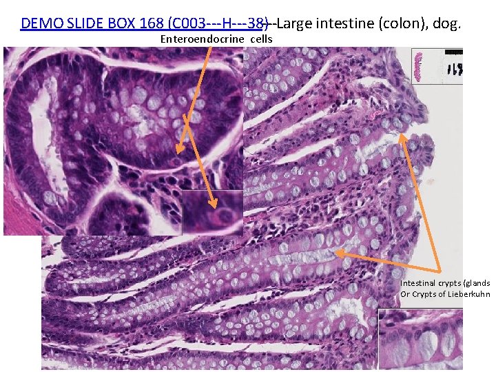 DEMO SLIDE BOX 168 (C 003‐‐‐H‐‐‐ 38)‐‐‐Large intestine (colon), dog. Enteroendocrine cells Intestinal crypts