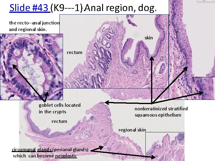 Slide #43 (K 9‐‐‐ 1). Anal region, dog. the recto‐‐‐anal junction and regional skin