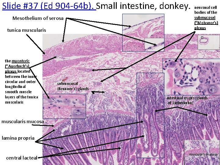 Slide #37 (Ed 904‐ 64 b). Small intestine, donkey. Mesothelium of serosa tunica muscularis